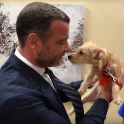 NEWS: Liev Schreiber Immediately Adopts Hurricane Harvey Rescue Dogs He Met on 'Live with Kelly and Ryan'